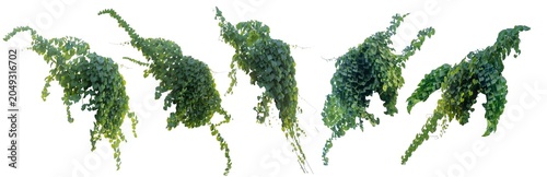 climbing plant, heart-shaped leaves. Vines on a white background. Clipping path included.