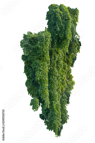 climbing plant, heart-shaped leaves. Vines on a white background. Clipping path included.