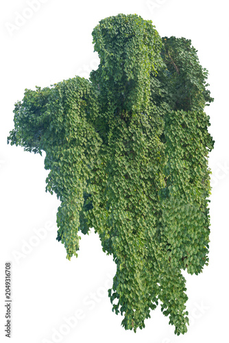 climbing plant, heart-shaped leaves. Vines on a white background. Clipping path included.
