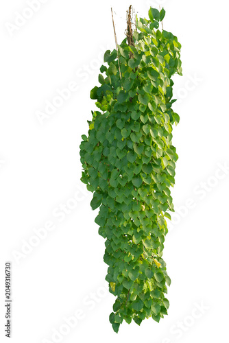 climbing plant, heart-shaped leaves. Vines on a white background. Clipping path included.