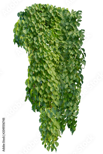 climbing plant, heart-shaped leaves. Vines on a white background. Clipping path included.