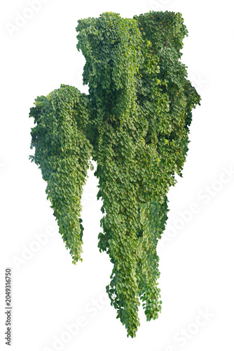 climbing plant, heart-shaped leaves. Vines on a white background. Clipping path included.
