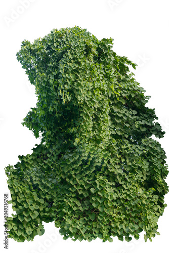 climbing plant, heart-shaped leaves. Vines on a white background. Clipping path included.