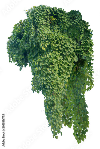 climbing plant, heart-shaped leaves. Vines on a white background. Clipping path included.