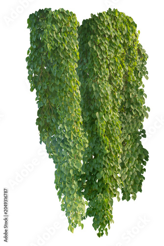 climbing plant, heart-shaped leaves. Vines on a white background. Clipping path included.