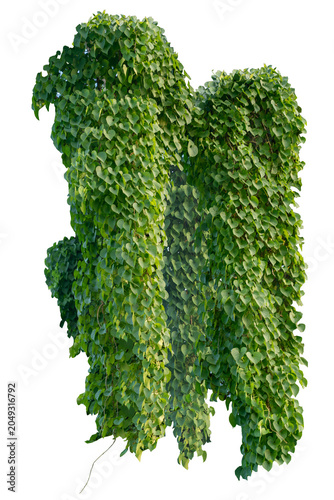 climbing plant, heart-shaped leaves. Vines on a white background. Clipping path included.
