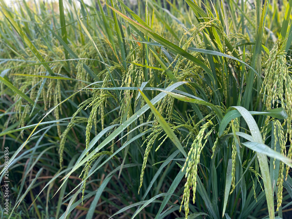 Obraz premium green rice paddy field with ripening rice plants, traditional Indonesian agriculture, rice farming concept. fresh paddy with dew drops. 