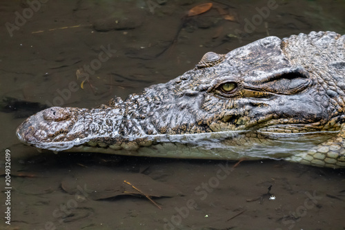 crocodile resting on a muddy bank near shallow water, showcasing its powerful body and sharp teeth in a natural zoo enclosure.