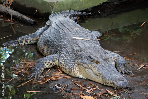 crocodile resting on a muddy bank near shallow water, showcasing its powerful body and sharp teeth in a natural zoo enclosure.