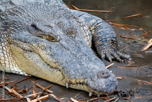 crocodile resting on a muddy bank near shallow water, showcasing its powerful body and sharp teeth in a natural zoo enclosure.