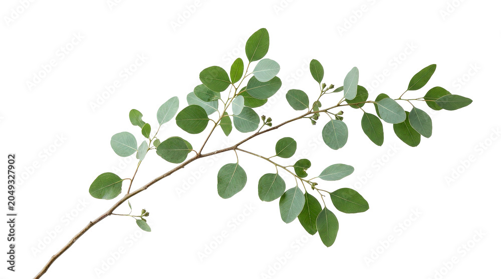 Fototapeta premium Detailed botanical leaf branch with glossy green foliage plant