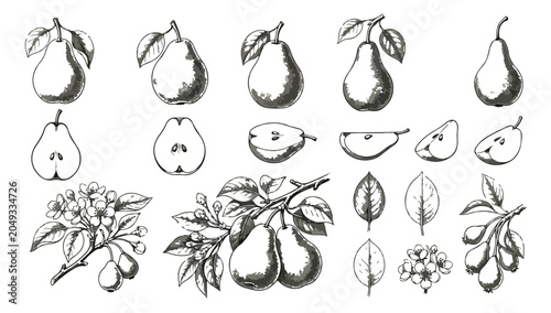 Cuadro en lienzo Vintage hand drawn pear fruit vector collection, botanical sketch of whole pears