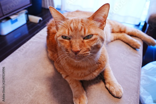 Cute Orange Tabby Cat looking at the camera, Domestic Pet Lifestyle - こちらを見つめる可愛い茶トラ猫 室内でのペット