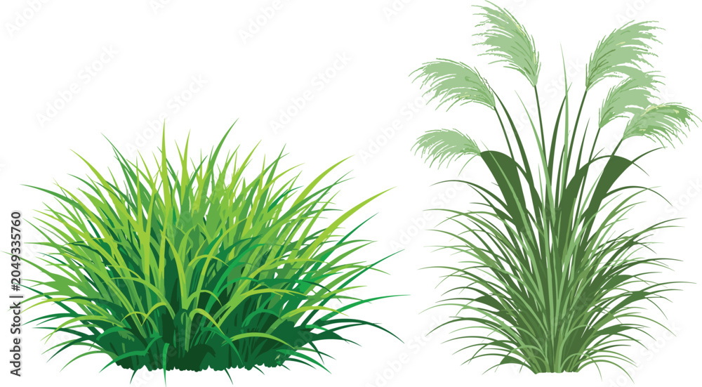 Fototapeta premium Realistic Green Grass Bush and Tall Pampas Ornamental Plant Set for Nature, Garden, and Landscape Vector Illustration Designs