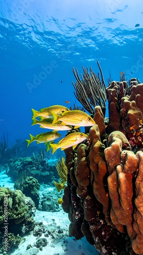 A vibrant underwater scene with coral and yellow fish