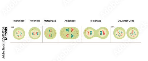 Photos Mitosis cell division diagram showing stages interphase prophase metaphase anaph