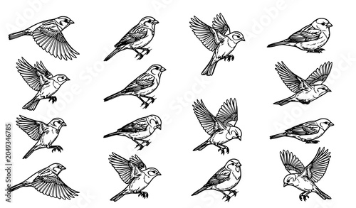 Tableau sur toile Detailed Small Bird Line Art Sketch Collection with Flying and Perching Poses Ve