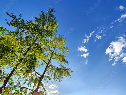 Blue sky and white clouds framed by green treetops. Perspective. A bright summer day.