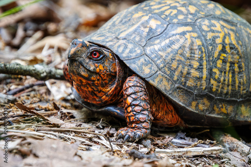Fotografia orange box turtle face sideways view closeup with red eyes beak carapace leg nec
