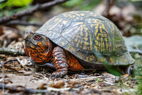 Fotografia orange box turtle full view closeup with red eyes face beak carapace leg neck