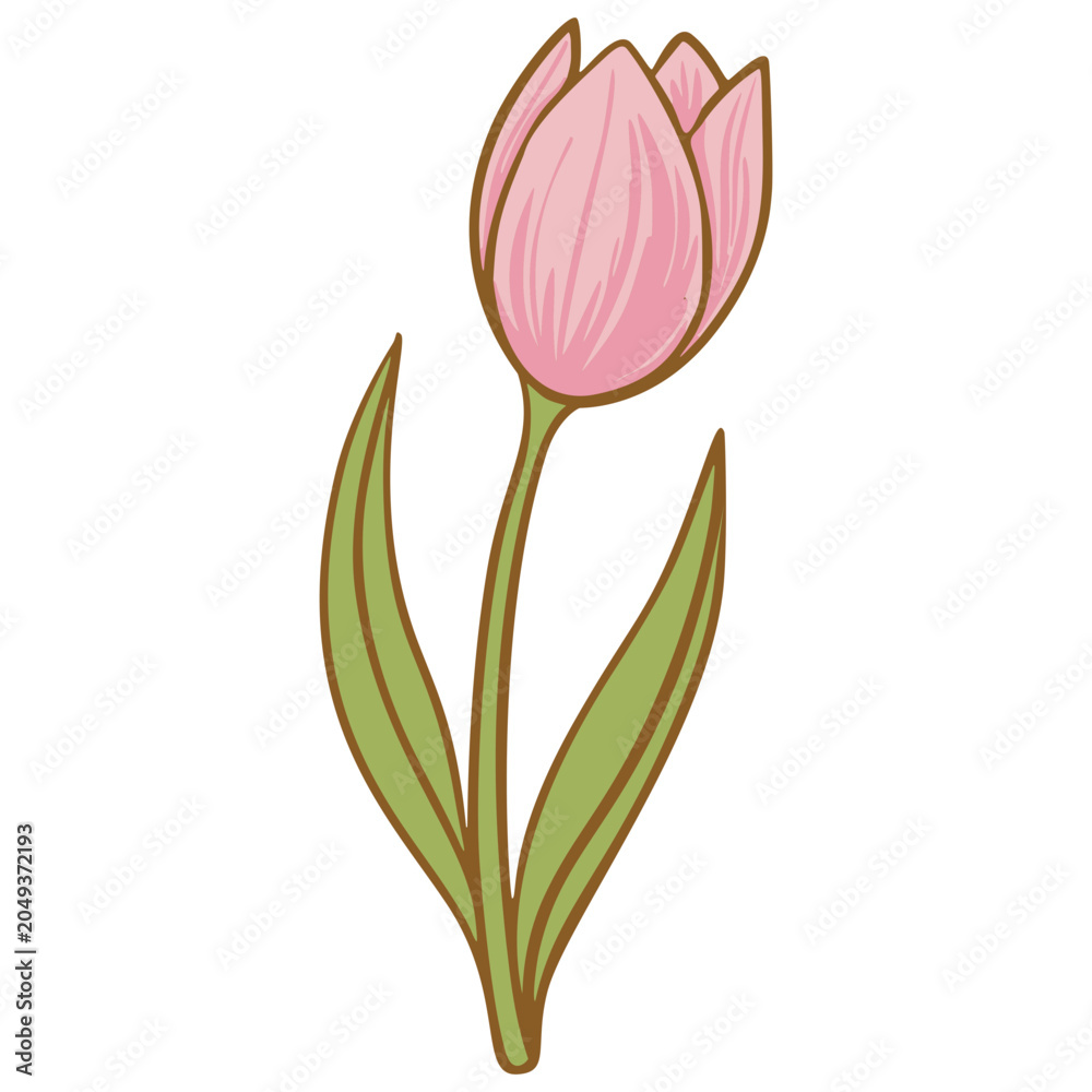 Obraz premium Tulip flower vintage illustration