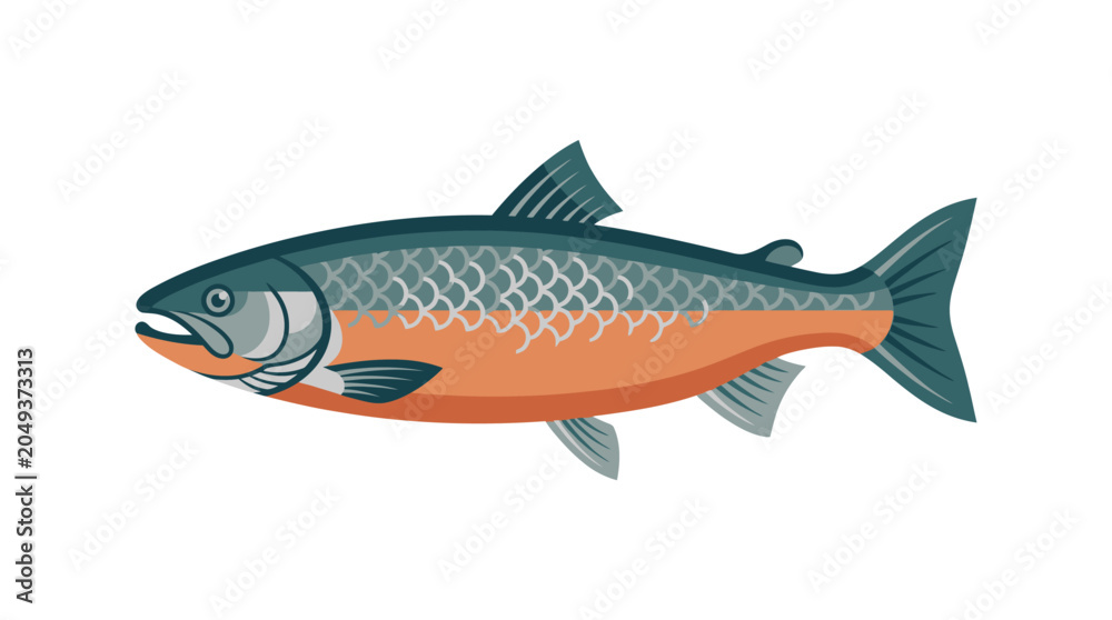 Fototapeta premium Colorful Salmon Fish Side View.