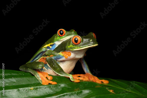 Red Eyed Tree Frog Mating