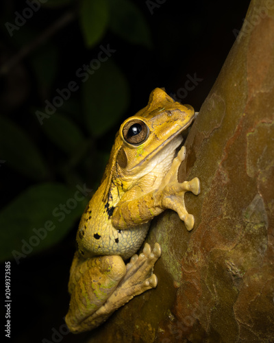 Tree frog on a leaf