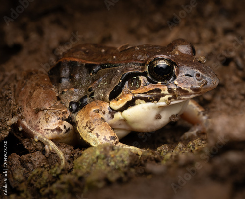 Smokey Jungle frog on the ground