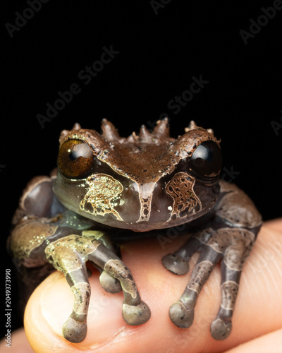 Coronated tree frog