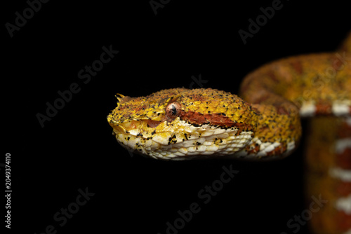 Yellow Eyelash Viper