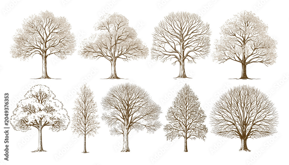 Obraz premium Winter trees set with frosty branches on transparent background