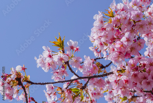 青空に映える河津桜