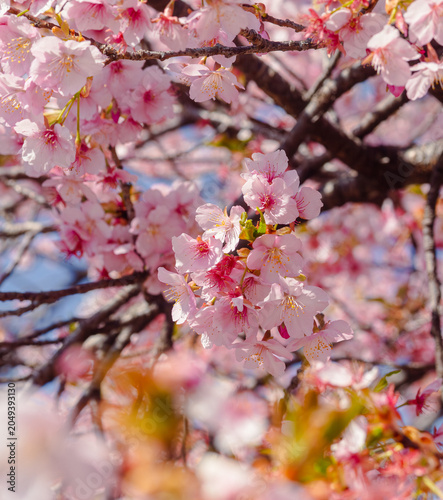 青空に映える河津桜