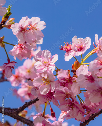 青空に映える河津桜