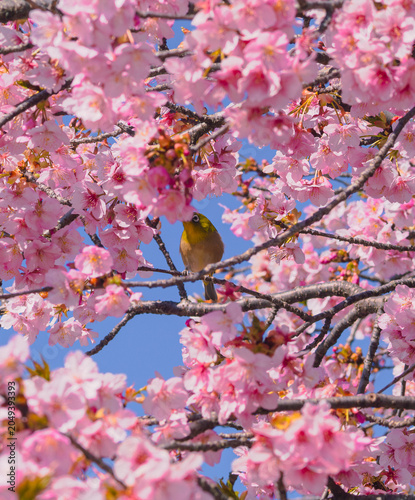 青空に映える河津桜