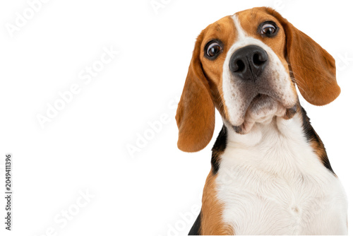 Obraz na plátne Curious beagle dog looking directly into the camera with a tilted head, isolated on a clean white background