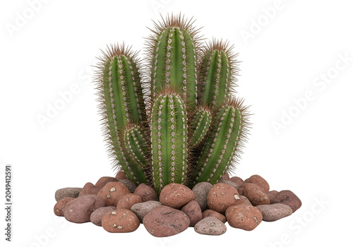 Prickly Cactus Plant on Brown Pebbles on white background , Isolated on Transparent Background, PNG, Generative AI