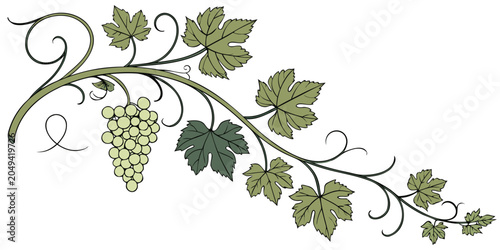 Detailed grapevine branch with green fruit and stylized leaves vineyard grapevine botanical illustration agriculture viticulture decoration ornamental twisting isolated cultivation
