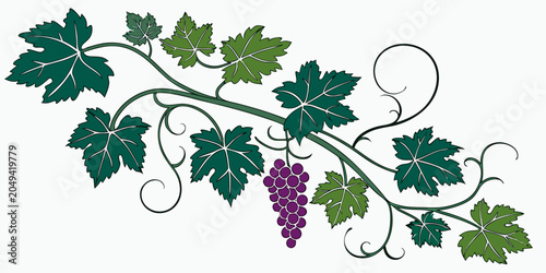 Grapevine branch illustration featuring dark leaves and clusters of purple grapes grapevine illustration botanical decorative ornamental agriculture viticulture isolated vineyard cultivation