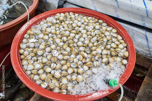 Фотография Fresh Dongjuk surf clams submerged in a red plastic basin with an active aerator generating vigorous bubbles