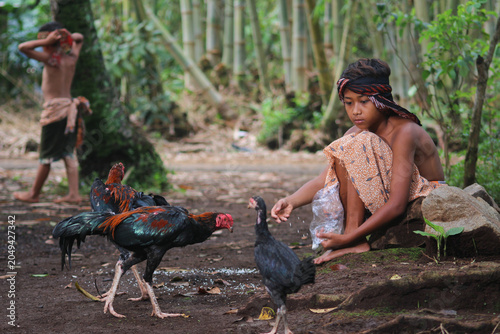 Photos Two rural Indonesian boys in traditional clothing feed free-range fighting roost