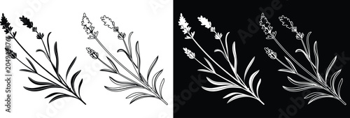 Foto Lavender stems with buds and leaves botanical design elements vector illustratio