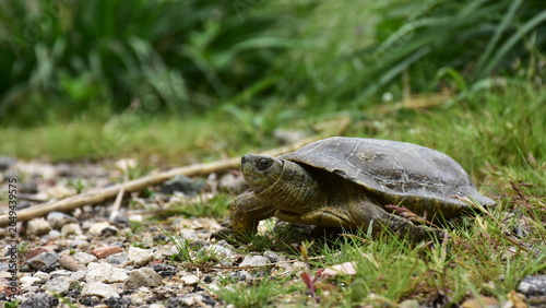 Hermann's tortoise Testudo hermanni here in area of village Lorqui in Spain