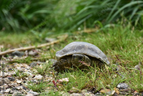 Hermann's tortoise Testudo hermanni here in area of village Lorqui in Spain