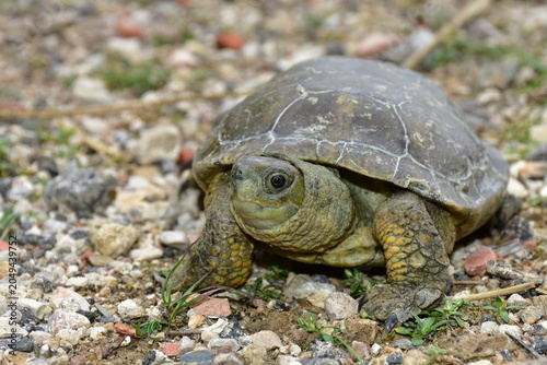 Hermann's tortoise Testudo hermanni here in area of village Lorqui in Spain