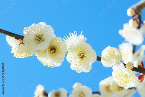 Photos 青空と白梅の花