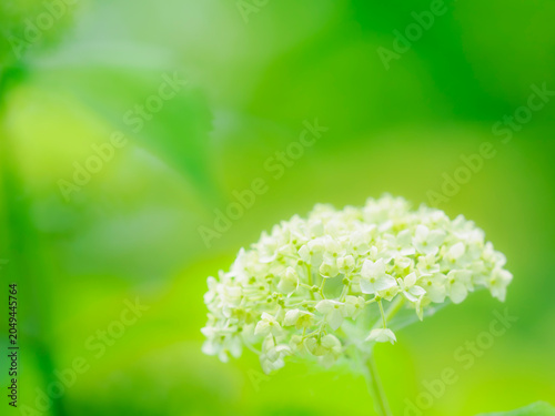 Tableau sur toile 開花し始めたアジサイ。梅雨から初夏の公園や花壇を彩るアジサイ（アナベル）のある風景。自然風景素材。