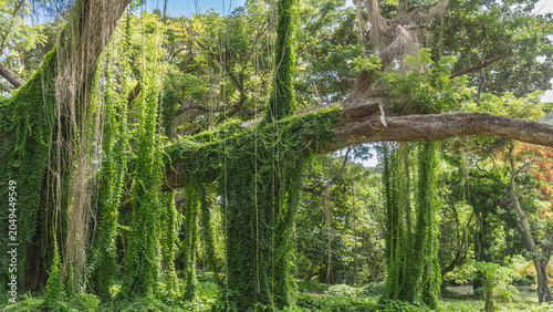 фотографія An abandoned tropical urban park