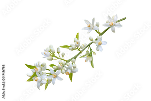 Orange blossom garland branch with flowers buds and fresh leaves isolated transparent png
